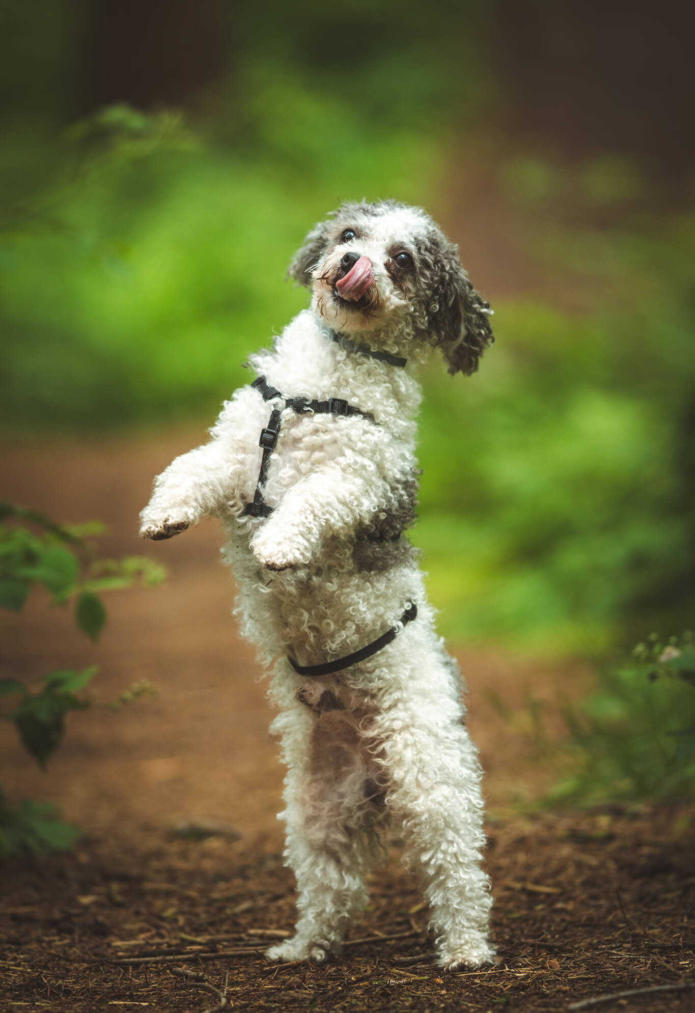 Hundefotografie Ostfriesland Leer